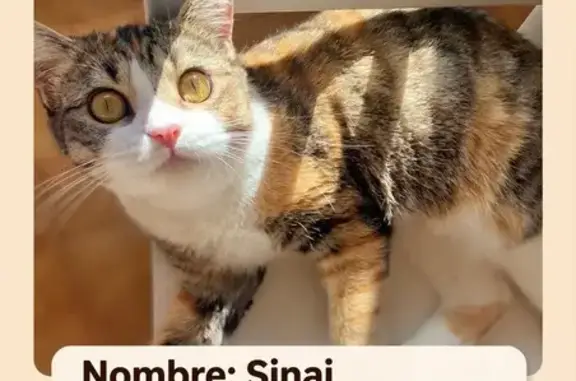Gato perdido, hembra, Calle Músico Torres Climent, Alicante — se deja coger fácilmente - photo