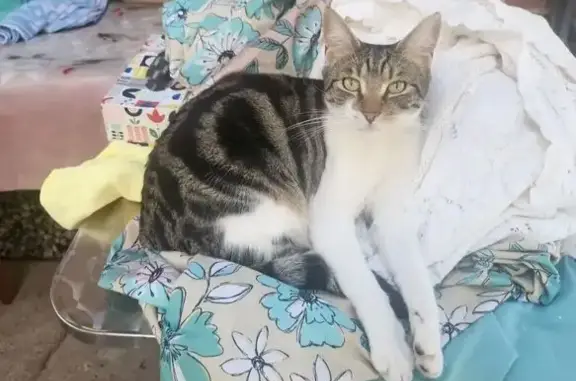 Lost female cat, Tramway Street, Ryde — brown top and white underside - photo