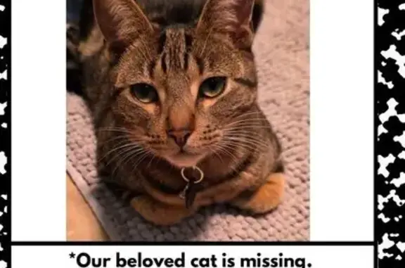 Lost cat, male, Milton Street, 76, Inner West Council, Burwood — wearing a collar with a tag and small bell - photo