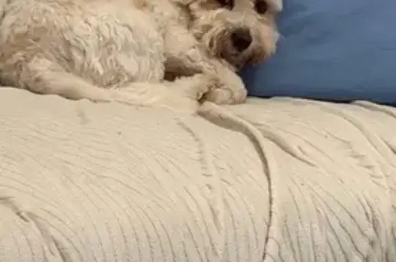 Lost dog, Saint Anns Street, 55, Shoalhaven City Council, Nowra — male white Maltese Shih Tzu - photo