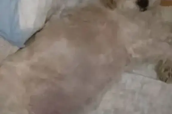 Lost dog, Stratford Park, 47, Rochester — white female - photo