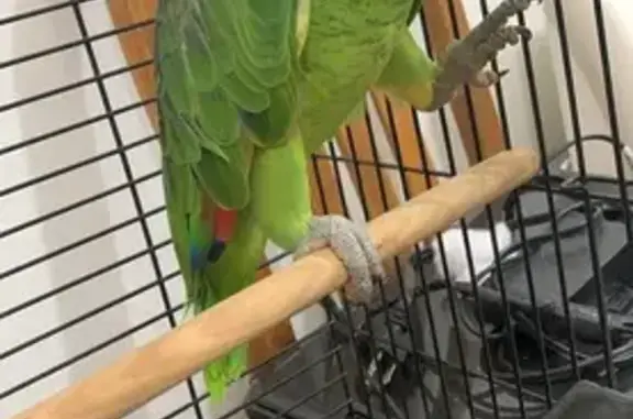 Lost female bird, Chester Hill, New South Wales, Western Downs Regional Council - photo