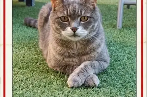 Gato perdido, macho, Sant Vicenç dels Horts, Cataluña, Sant Vicenc dels Horts — 17 años y muy cariñoso - photo