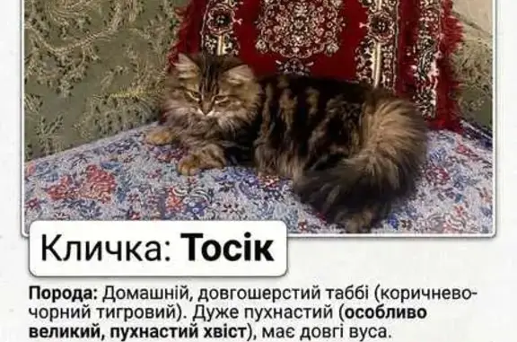 Зникла кішка, самець, вулиця А...