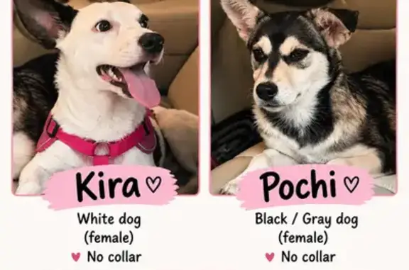 Lost female dog, North Roxboro Street, 1605, Durham — Kira is small and white - photo