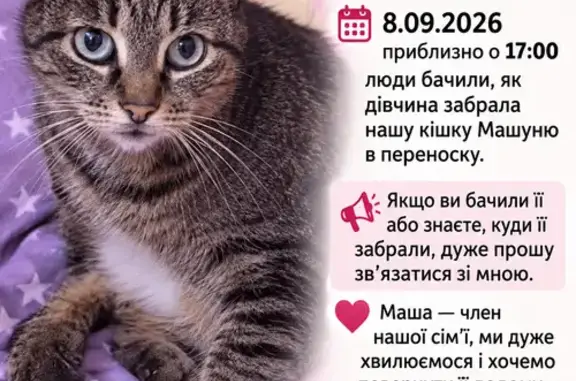 Зникла кішка, Голосіївський проспект, 118к2, Київ, Новосілки — доросла, смугаста, з білою шерстю на животику - photo