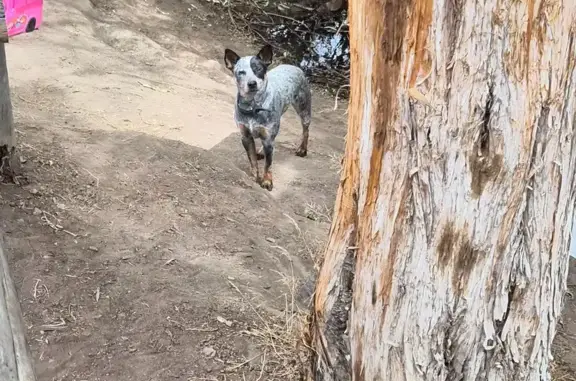 Lost dog, Vernon Reservoir, Utah, USA, Eagle Mountain — male miniature blue heeler - photo