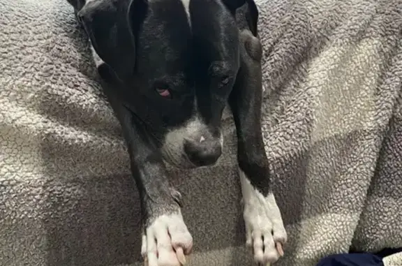 Missing dog Seattle, photo: Lost Dog, East Lake Goodwin Road, Lake Goodwin, Seattle — 11-year-old male pitbull