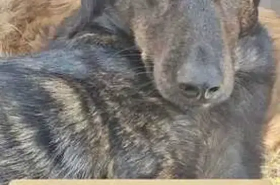 Cachorro perdido macho, Vila Carrão, São Paulo — tigrado, médio e dócil - photo