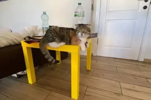 Зникла кішка, самка, Фізкульту...