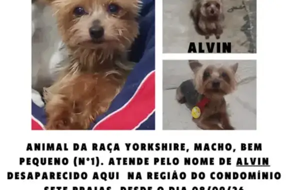 Cachorro perdido, macho, Rua Professor Camilo Ashcar, São Paulo — Yorkshire pequeno e sem rabinho - photo