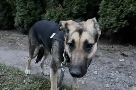 Знайдено собаку Львів, фото: Знайдена собака, дівчинка, Прилбицька вулиця, 7/1, Львів — з чорним нашийником
