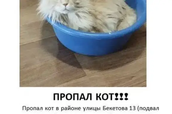 Зникла кішка, вулиця Бекетова,...