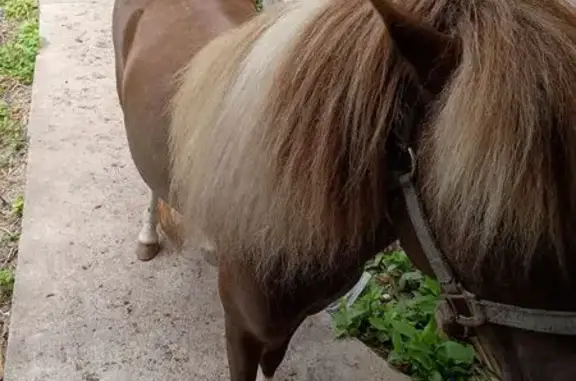 Lost and found pets Corpus Christi, photo: Lost bird, Widgeon Drive, 2667, Corpus Christi — male with four white socks
