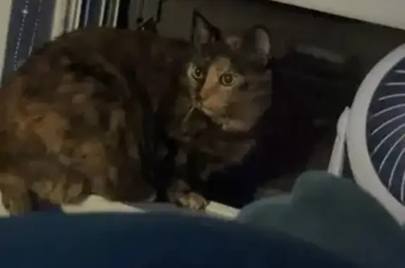 Missing cat Missoula, photo: Lost cat, Keith Avenue, 615, Missoula — female, vocal, dark fur with orange blotches