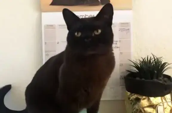 Lost pets Wembley, photo: Lost female cat, Lynn Street, Perth, Wembley — beautiful yellow eyes