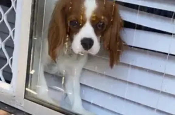 Lost dog, Strathfield — white and brown, no collar - photo