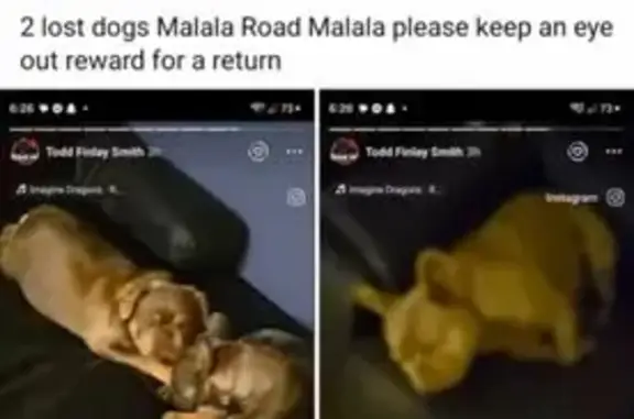 Lost Dog, Mallala Road, Two Wells — female, fluffy brown coat - photo