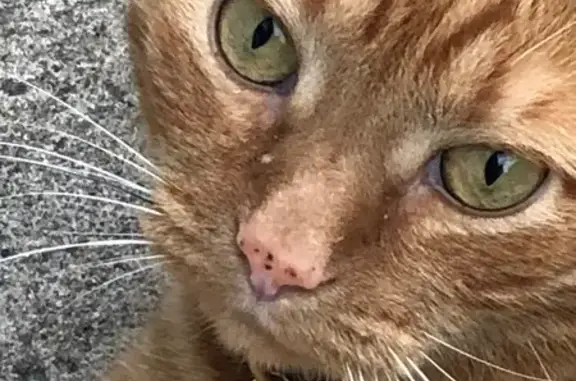 Missing cat Webster, photo: Lost cat, Nathans Way, 506, Webster — large orange male tabby with golden eyes