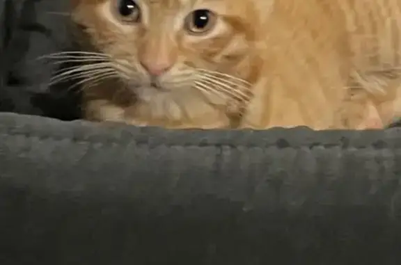 Lost cat, male, Egerton Street, 3, Gosnells, Cannington — 5-month-old ginger-and-white kitten - photo