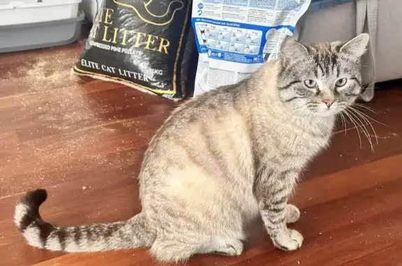 Lost pets Gungahlin, photo: Lost cat, Evadell Street, 17, Gungahlin — shy male cat