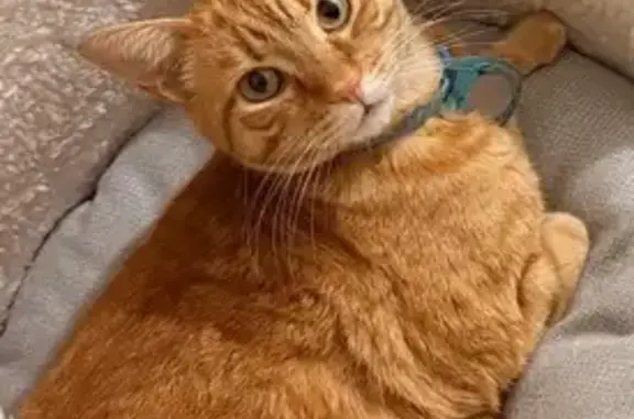 Búsqueda de mascotas, foto: Gato perdido, Avenida Centenario, San Esteban, Naucalpan de Juarez — manchas cafés en la boca