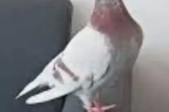 Lost Bird, Argyle Street, 51, Merri-Bek City, Darebin — female racing pigeon with a maroon neck - photo