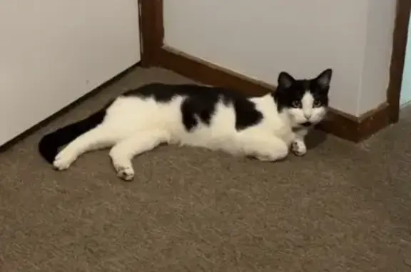 Lost female cat, McLiver Street, Fraser Coast, Strathfield — short-haired - photo