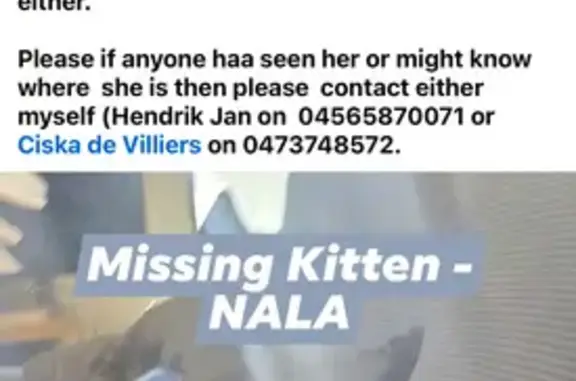 Lost female cat, Redstone Trail, 14, Swan, Perth (WA) — black and very friendly - photo