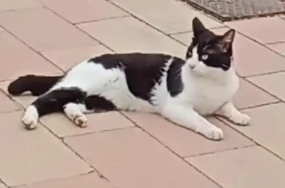 Gato perdido macho, Calle Morera, Torrevieja — tiene el rabo torcido - photo