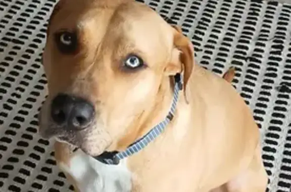Lost dog, Station Road, Logan City, Rochedale — male with blue eyes - photo