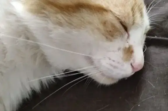 Gato perdido macho, Avenida Maritima, 19, San Marcos, Icod de los Vinos — naranja y blanco, 14 meses - photo