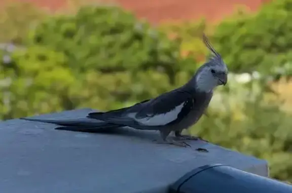 Animales encontrados Valencia, foto: Ave encontrada, macho, Carrer de Vicent Clavel, 53, València, Valencia — ninfa gris que canta