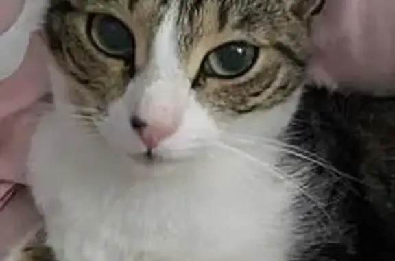 Gato perdido, Lugar Molino de las Animas, 108, Torre-Pacheco — hembra atigrada con barriga blanca - photo