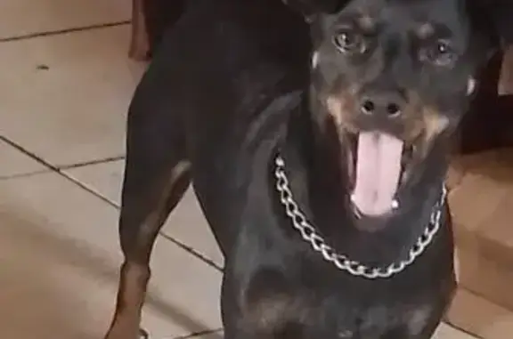 Cachorro perdido, macho, Rua Cleone Cairo Gomes, nº 777 — preto e caramelo, orelha torta - photo