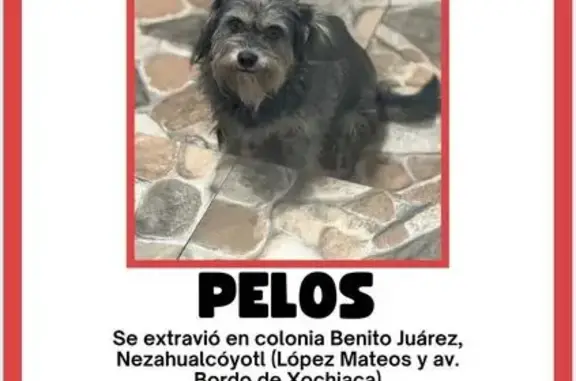 Búsqueda de mascotas, foto: Perro perdido, Calle Faisan, 396, Ciudad Nezahualcóyotl — pequeño y asustadizo