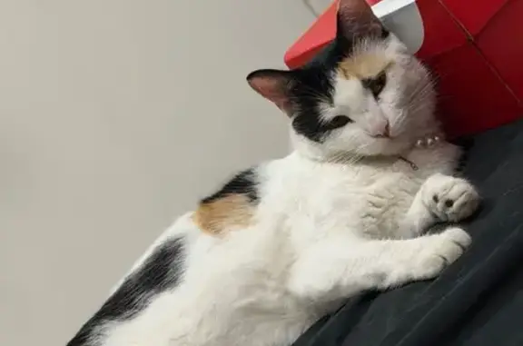 Calica, gordita y esponjosa, sus ojos son muy verdes. Sus manchas forman un 52 en la espalda. No se deja agarrar facil