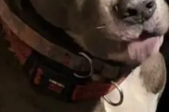 Missing dog Shreveport, photo: Lost dog, male, Creswell Avenue, 6315, Shreveport — gray pit mix with a pink growth