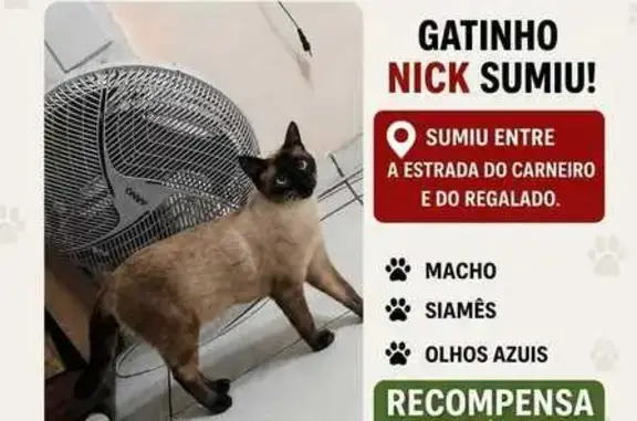 Gato perdido, macho, Rua Ricardo Bechelli, 89 — siamês arisco com desconhecidos - photo