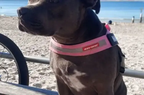 Missing dog Female, Sydney (al497300) - photo