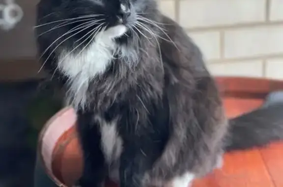 Missing cat Male, Adelaide (al497302) - photo