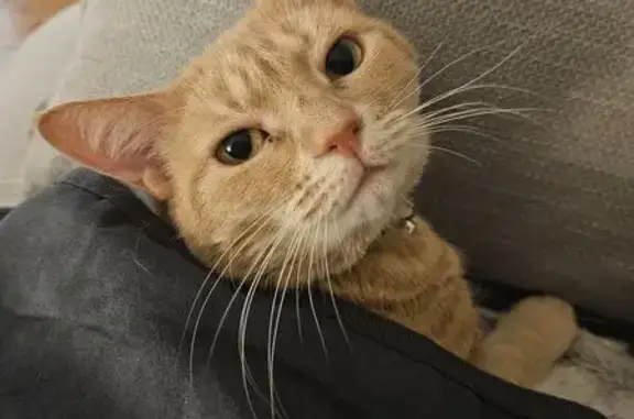 Missing cat Female, Newcastle (al497303) - photo