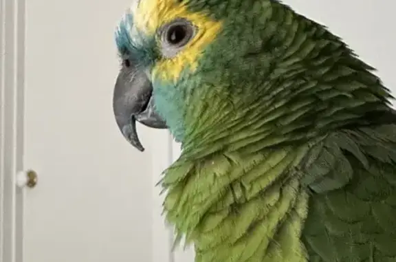 Lost bird Male, Melbourne (al497304) - photo