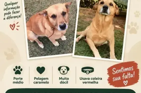 Cachorro perdido Macho (brl003434) - photo