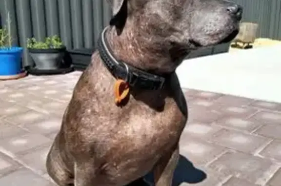 Missing dog Female, Adelaide (al497305) - photo
