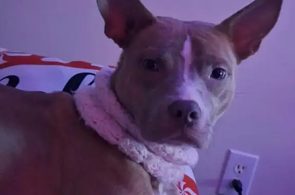 Tan, pointy ears, wearing a red collar.