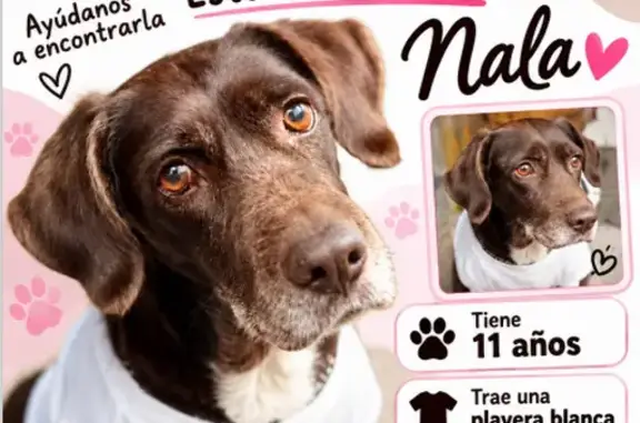 Búsqueda de mascotas, foto: Perro perdido Hembra, Mexico City (mxl489855)