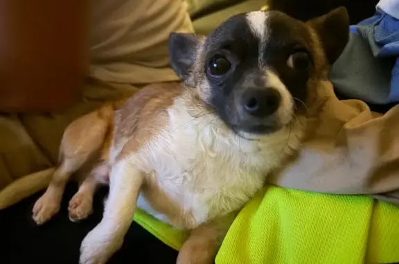 Missing dog Male, Brisbane (al497306) - photo