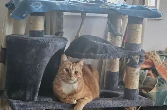 Missing cat Male, Morisset (al497307) - photo