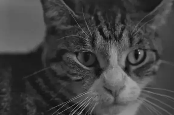 Missing cat Male, Burwood (al497308) - photo